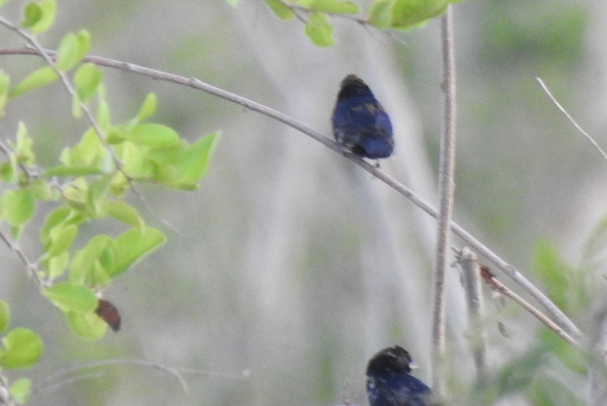 Blue-black Grassquit - ML638507167