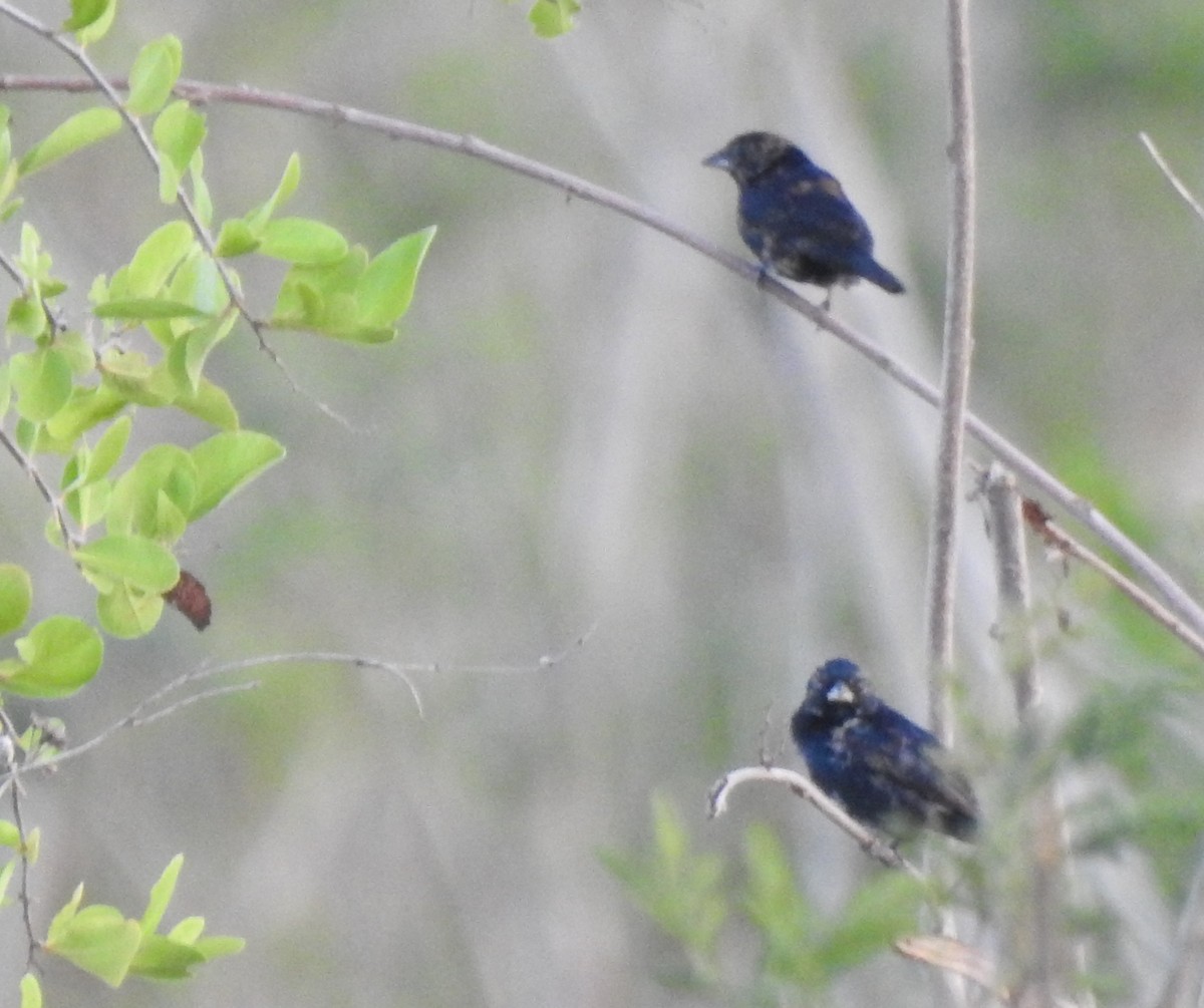 Blue-black Grassquit - ML638507168