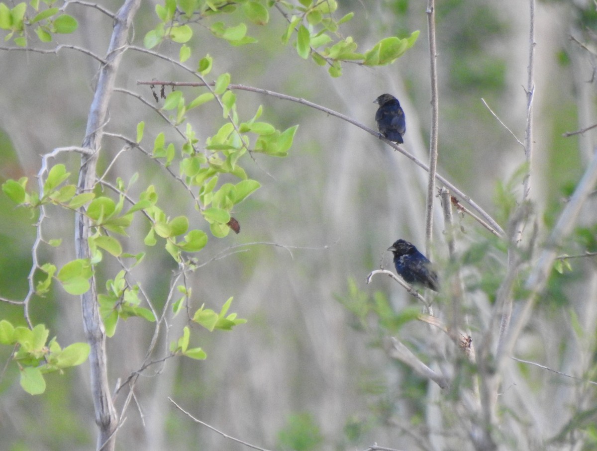 Blue-black Grassquit - ML638507169