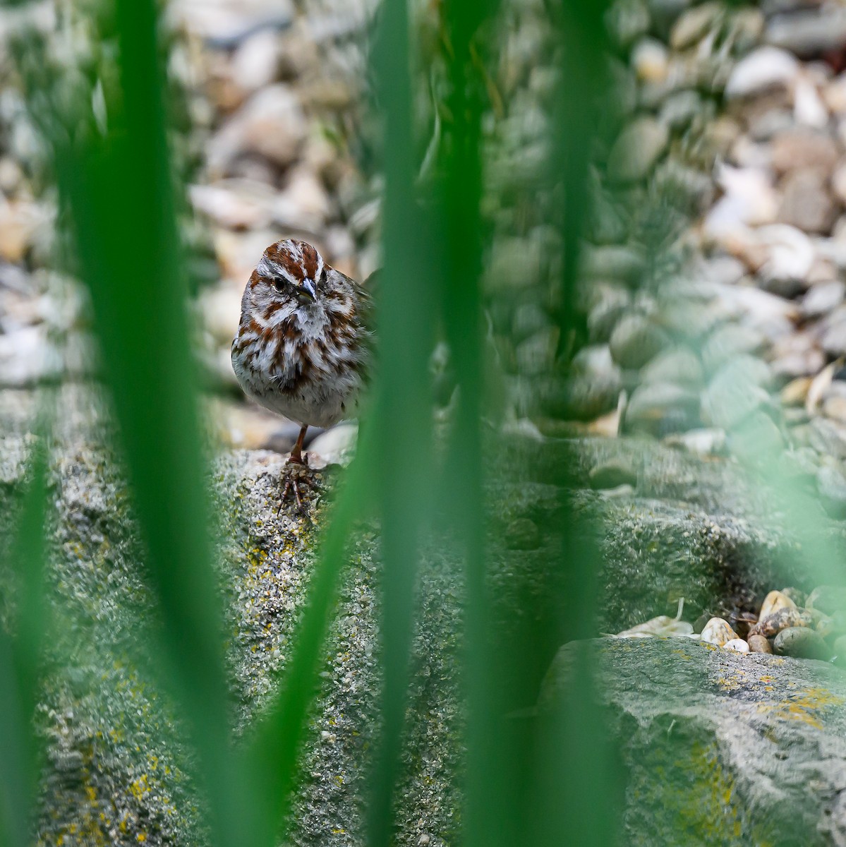 Song Sparrow - ML638507194