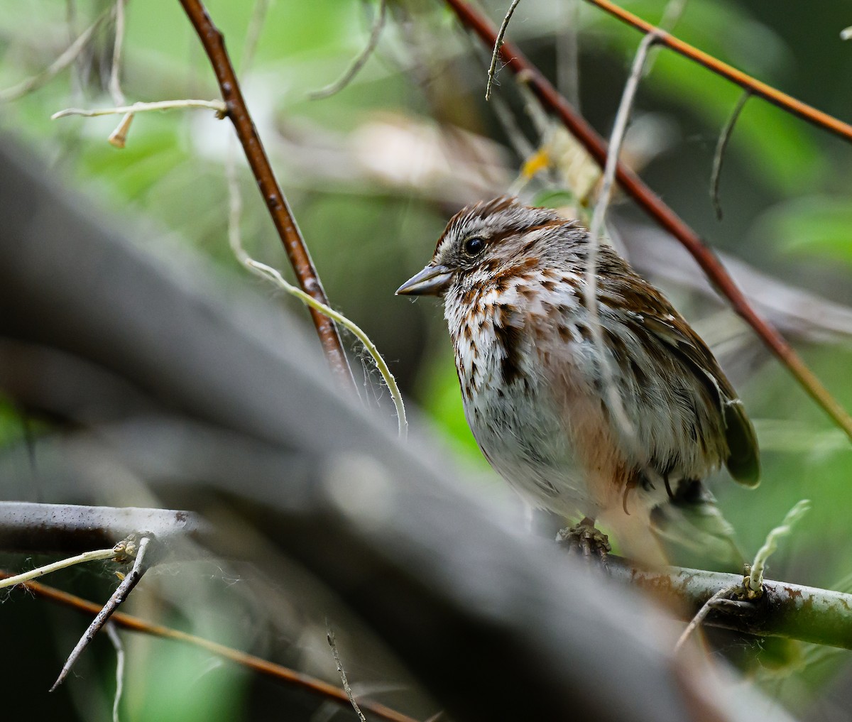 Song Sparrow - ML638507195