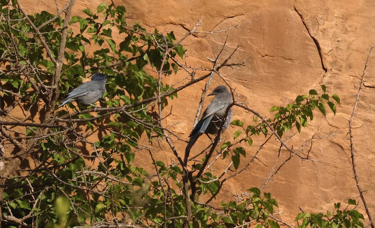 Pinyon Jay - ML638507214