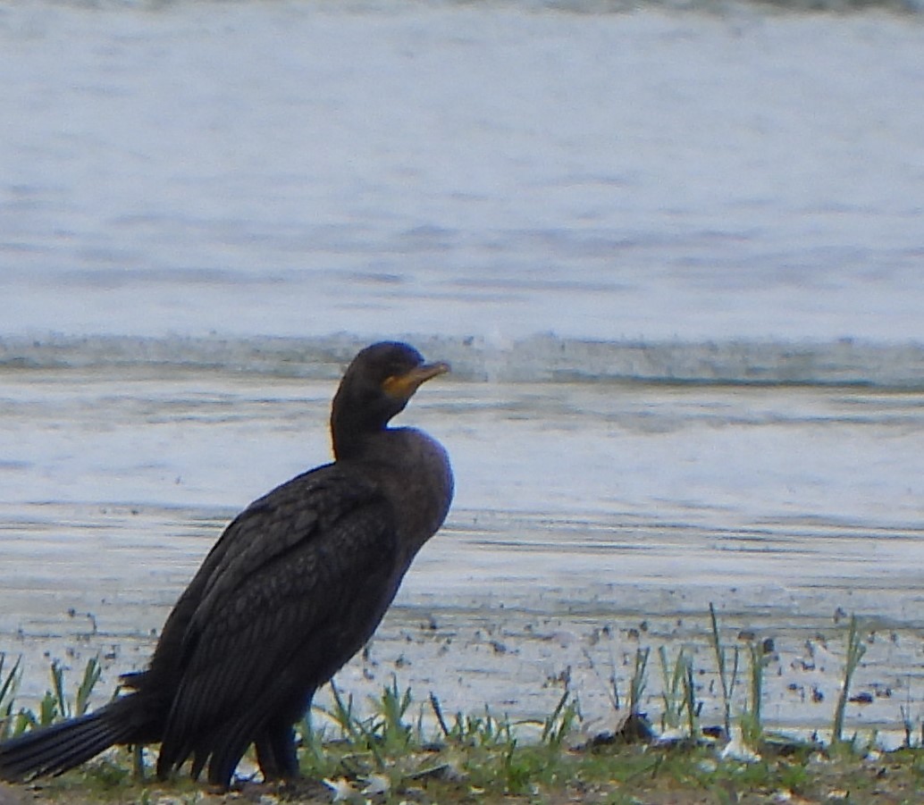 Double-crested Cormorant - ML638507223