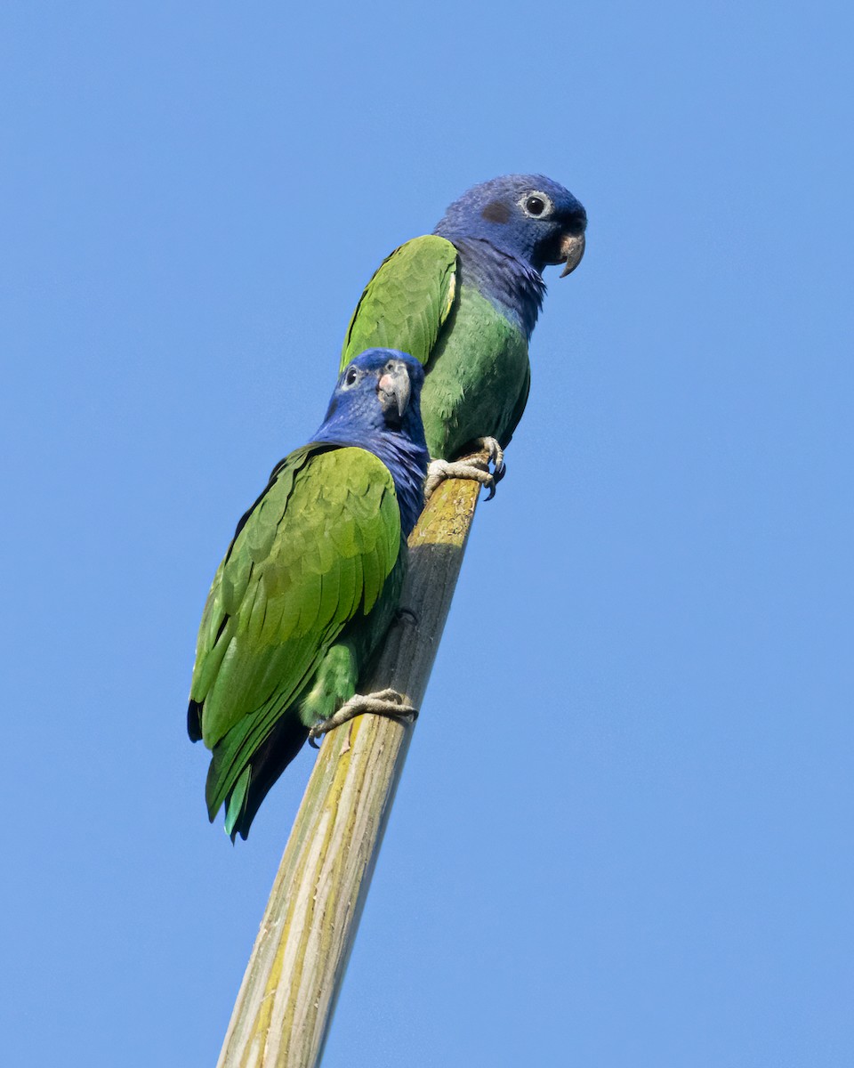 Blue-headed Parrot - ML638507224
