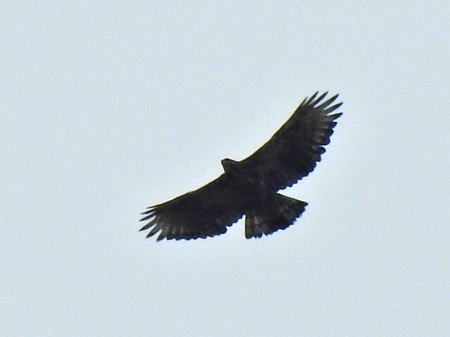 Black-and-chestnut Eagle - ML638507288