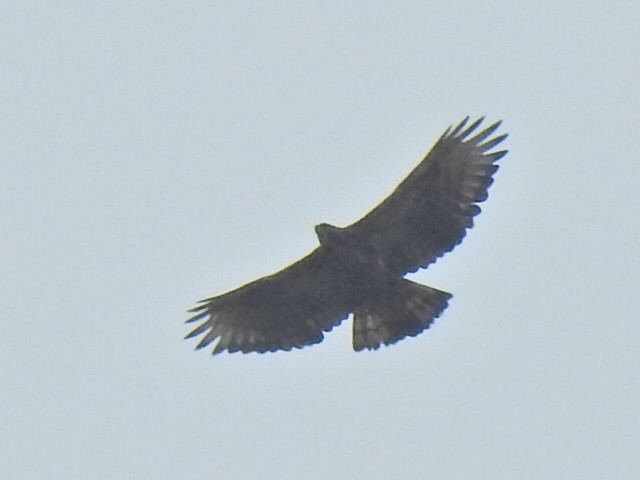Black-and-chestnut Eagle - ML638507289