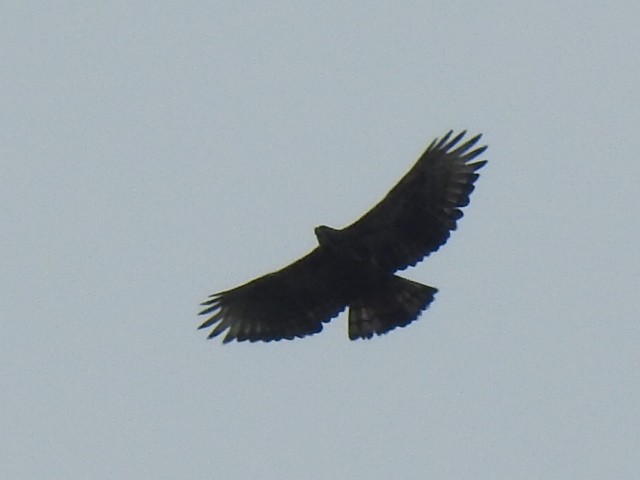 Black-and-chestnut Eagle - ML638507290