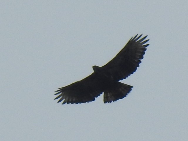 Black-and-chestnut Eagle - ML638507291