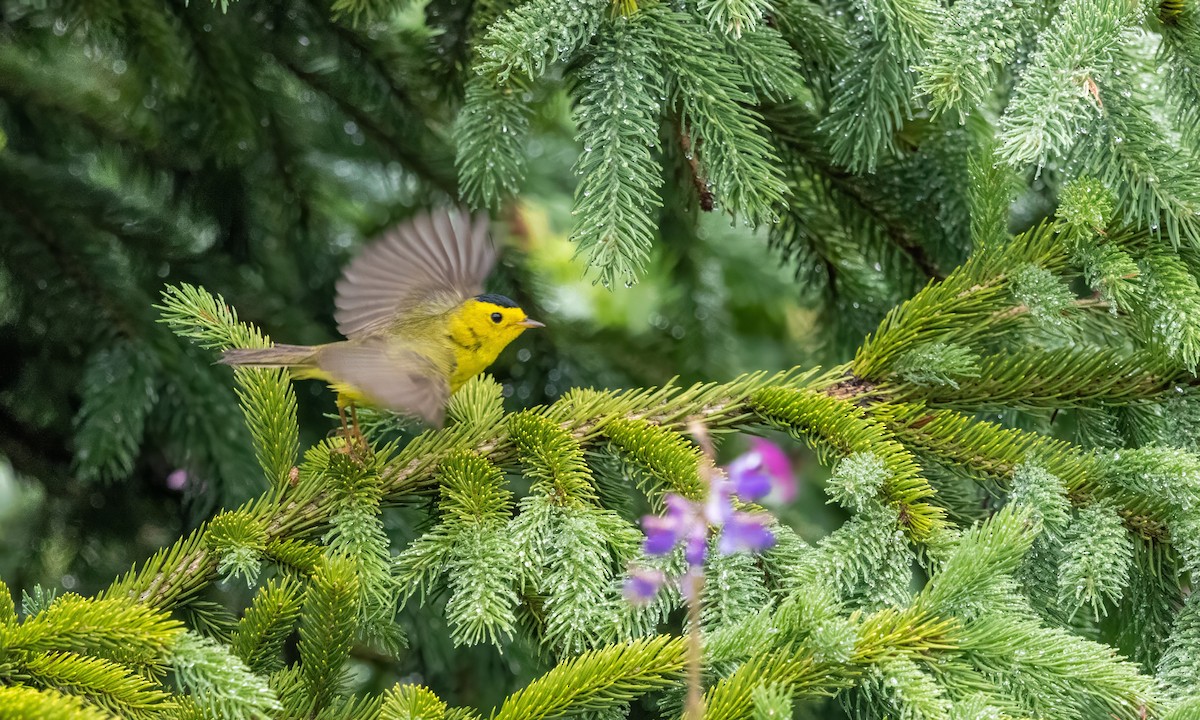 Wilson's Warbler - ML638507297