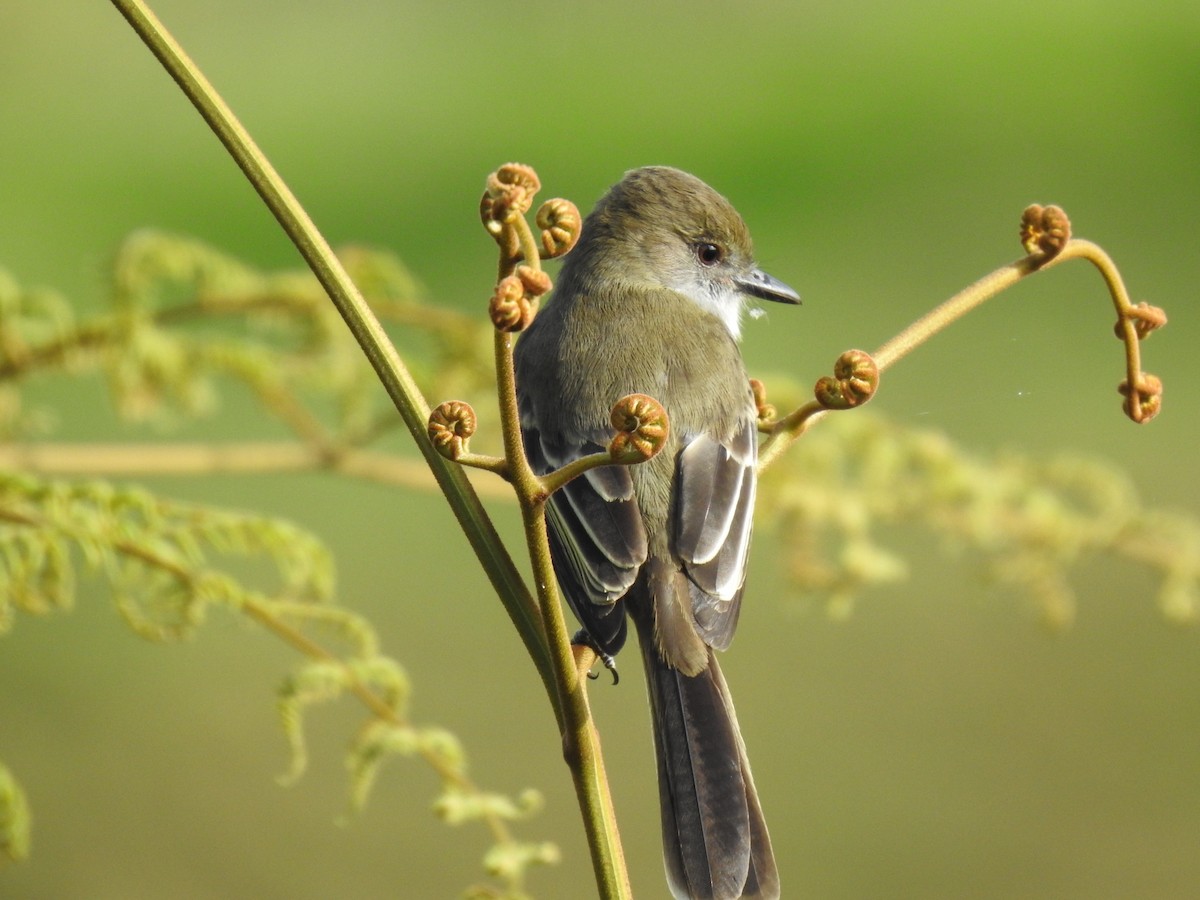 Pale-edged Flycatcher - ML638507358