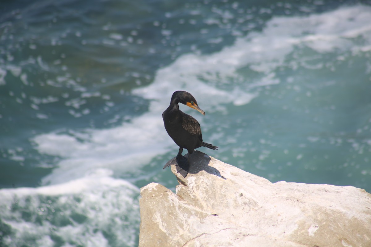 Double-crested Cormorant - ML638507359