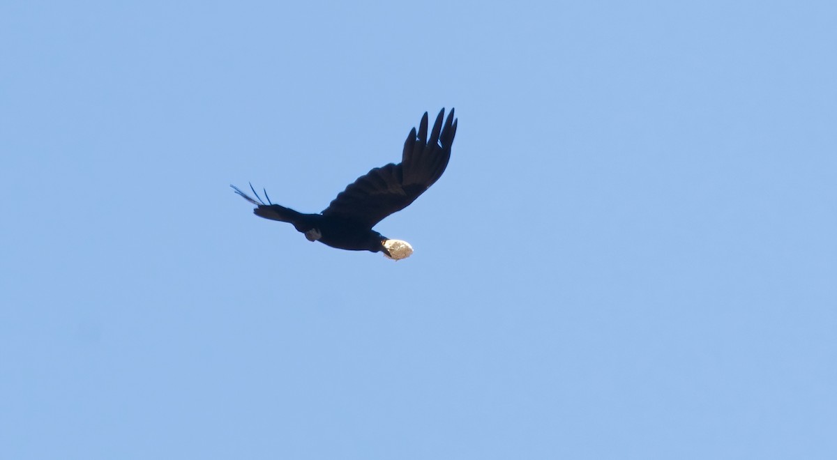 Common Raven - ML638507387