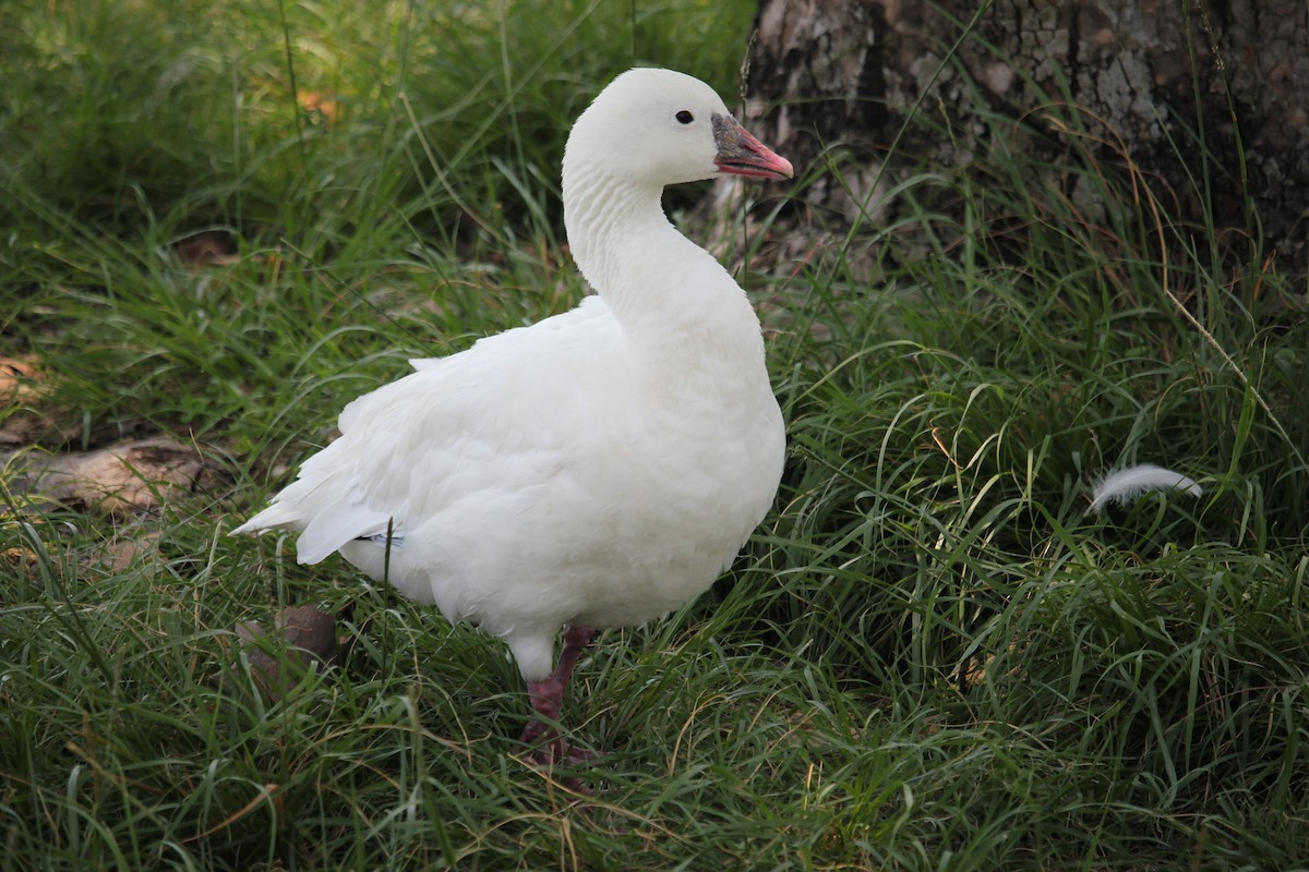 Snow x Ross's Goose (hybrid) - ML638507402
