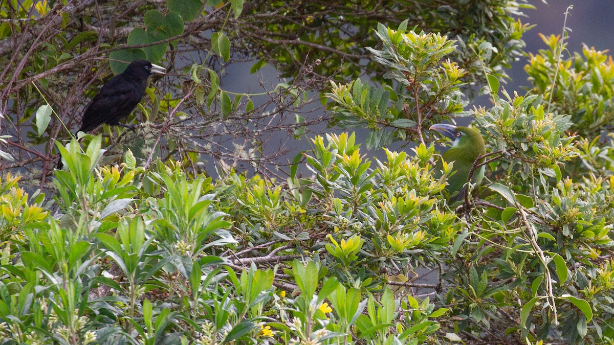 Blue-banded Toucanet - ML638507412