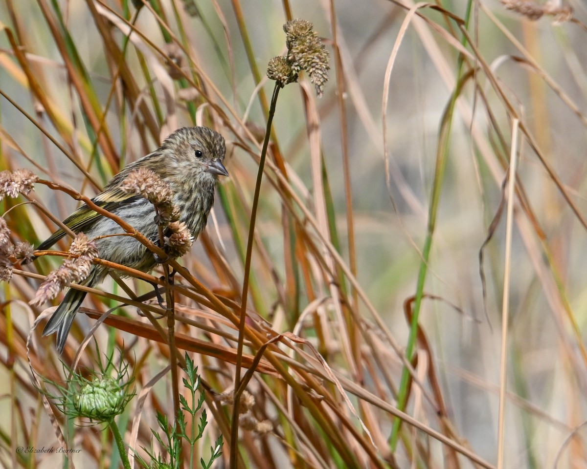 Pine Siskin - ML638507415