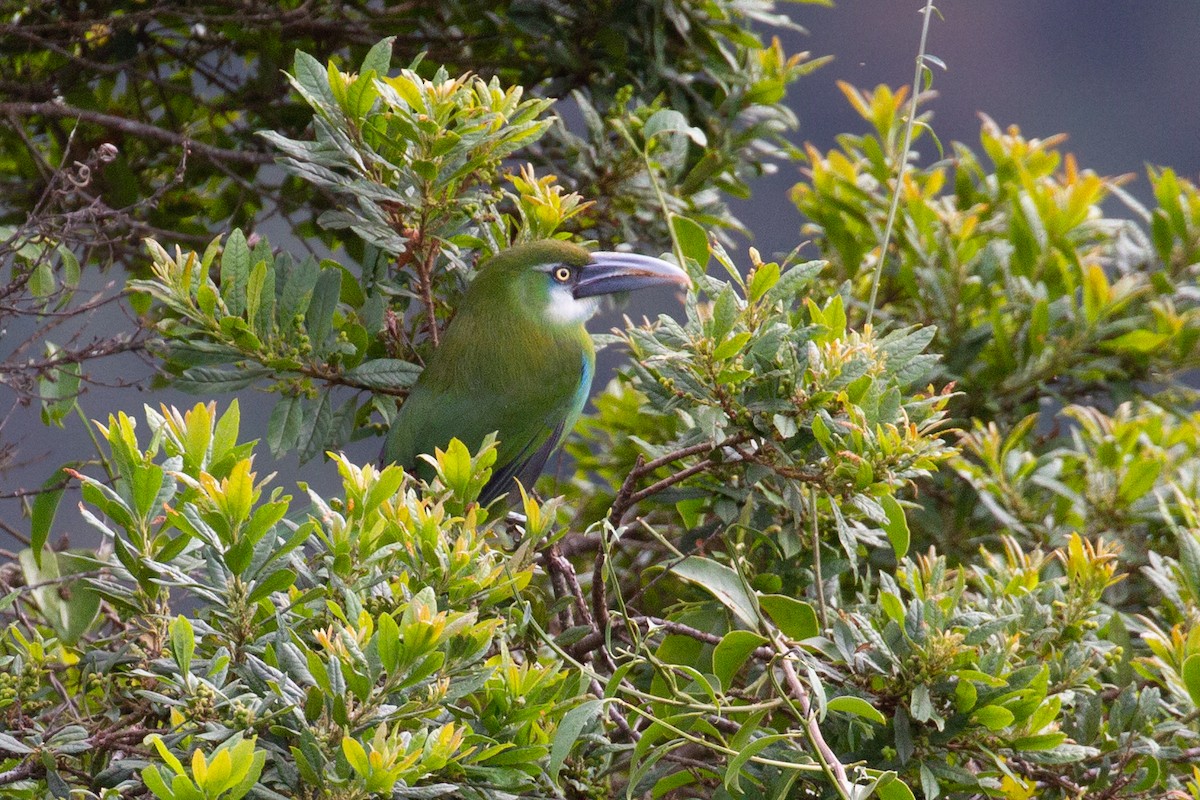 Blue-banded Toucanet - ML638507420