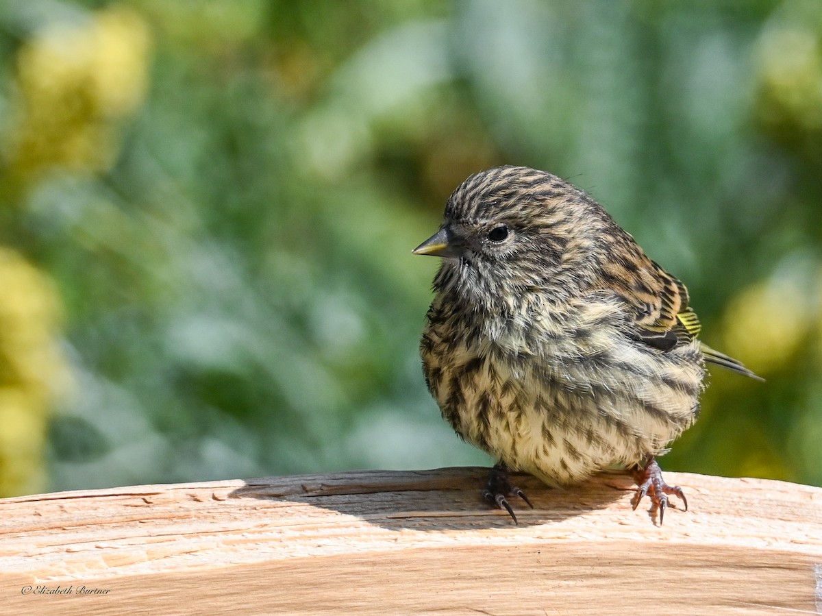 Pine Siskin - ML638507434