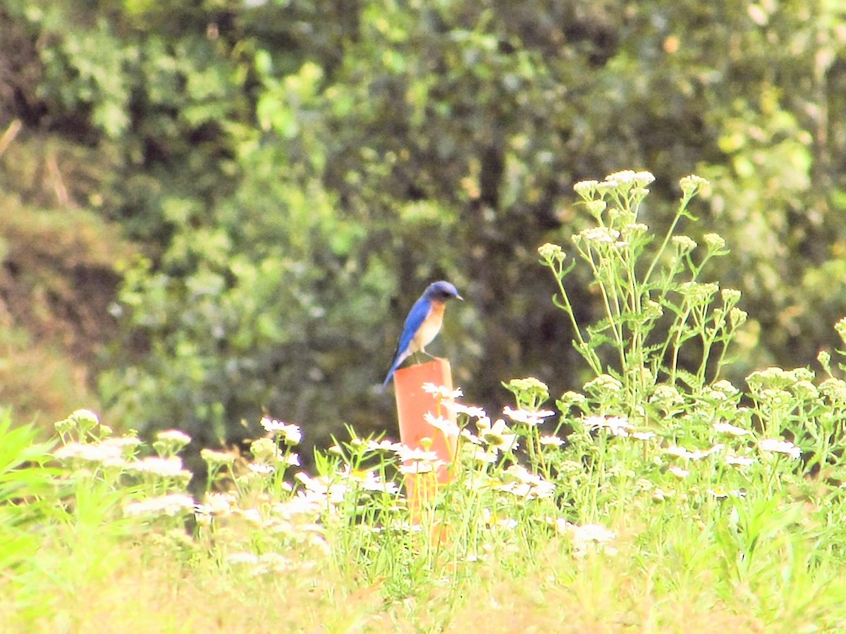 Eastern Bluebird - ML638507456
