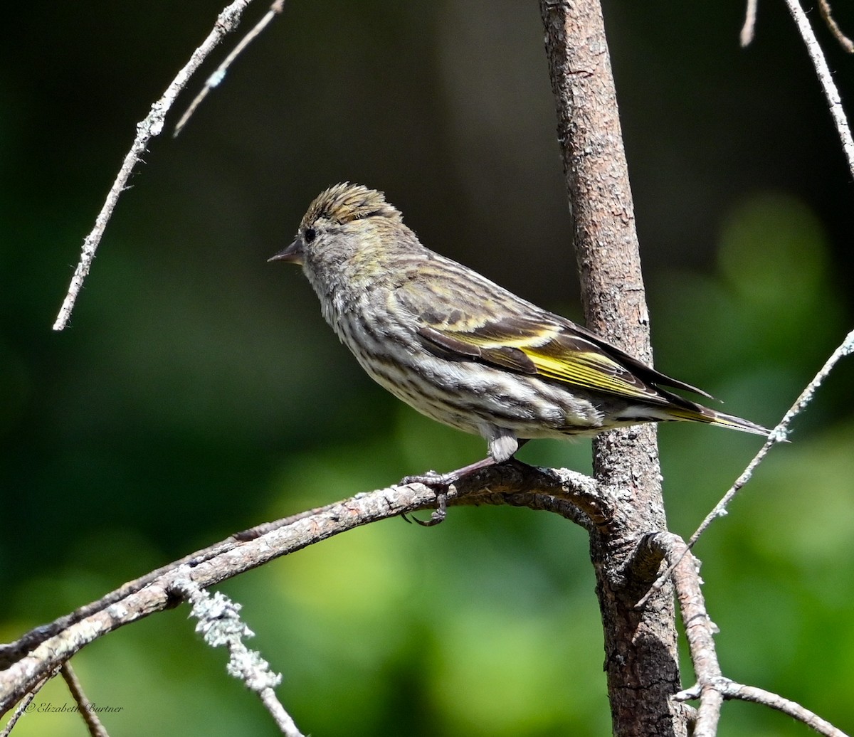 Pine Siskin - ML638507457
