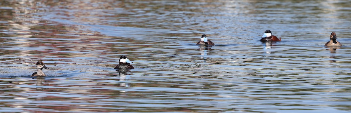 Ruddy Duck - ML638507458