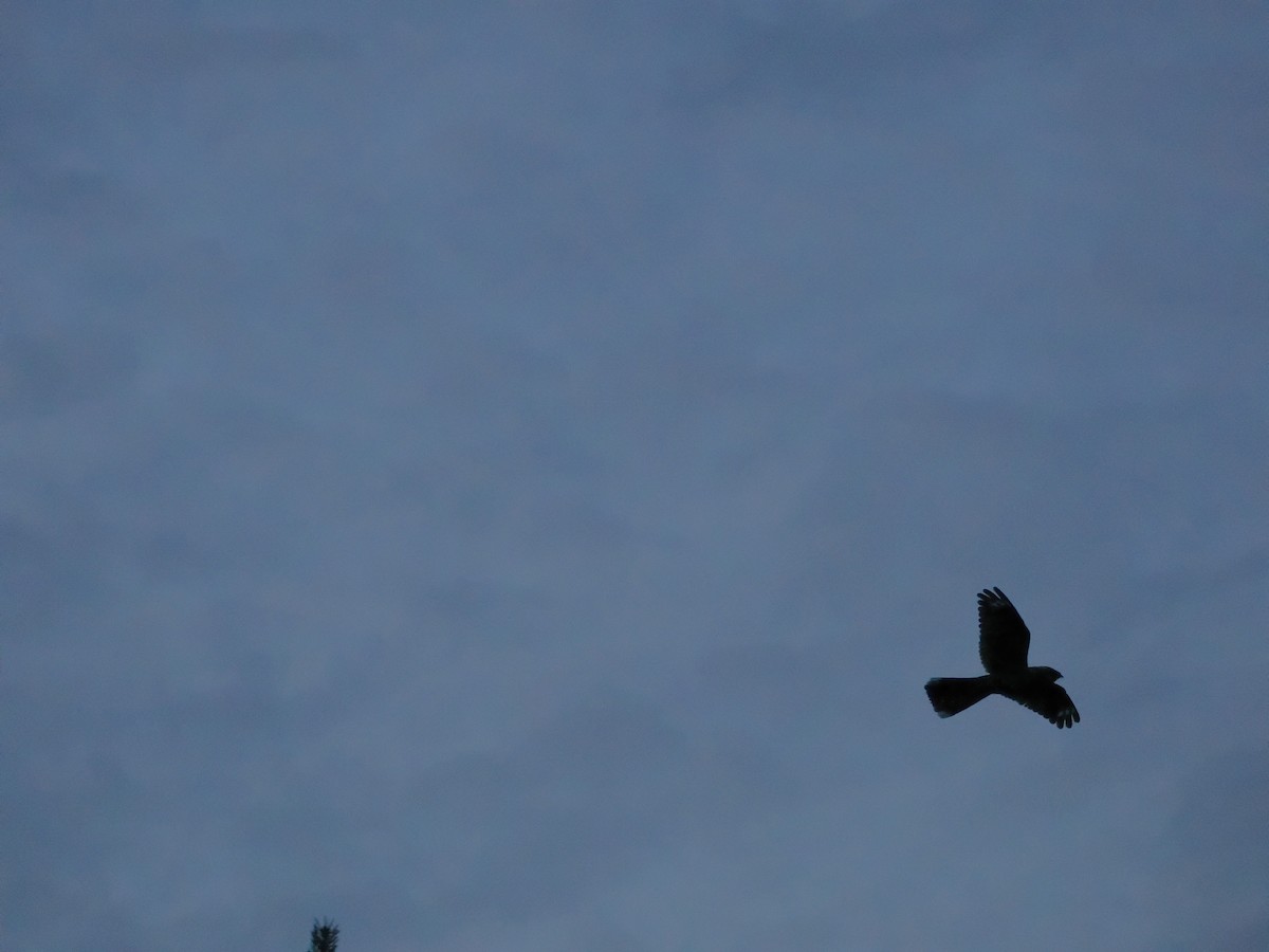 Eurasian Nightjar - ML638507465