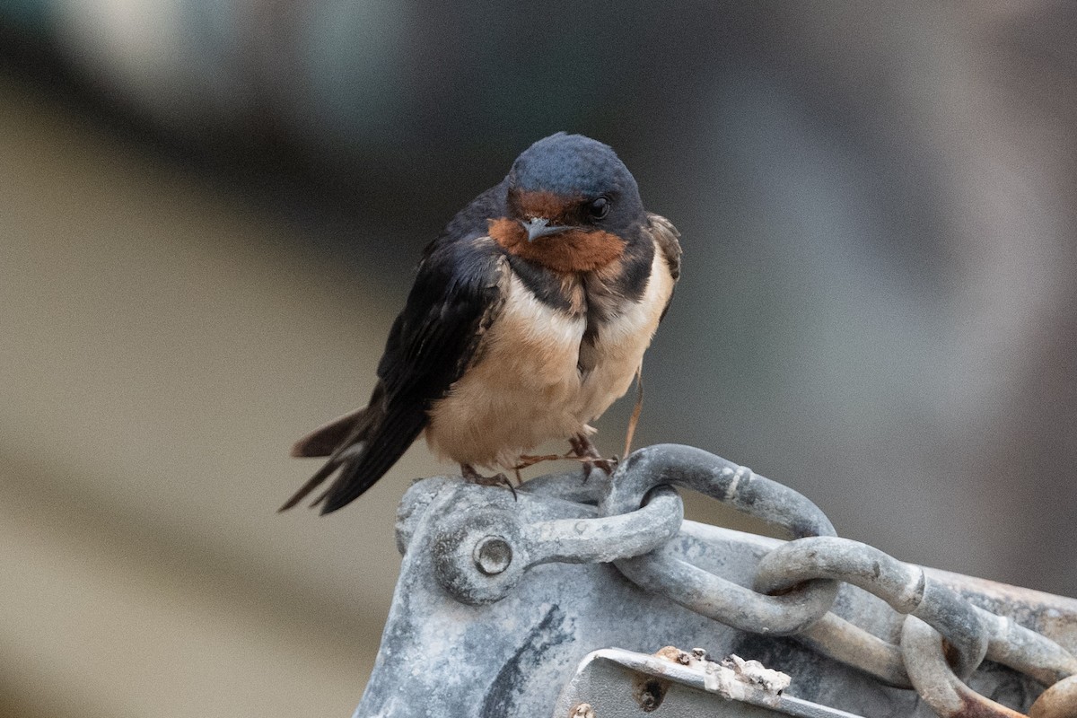 Hirondelle rustique (erythrogaster) - ML638507478