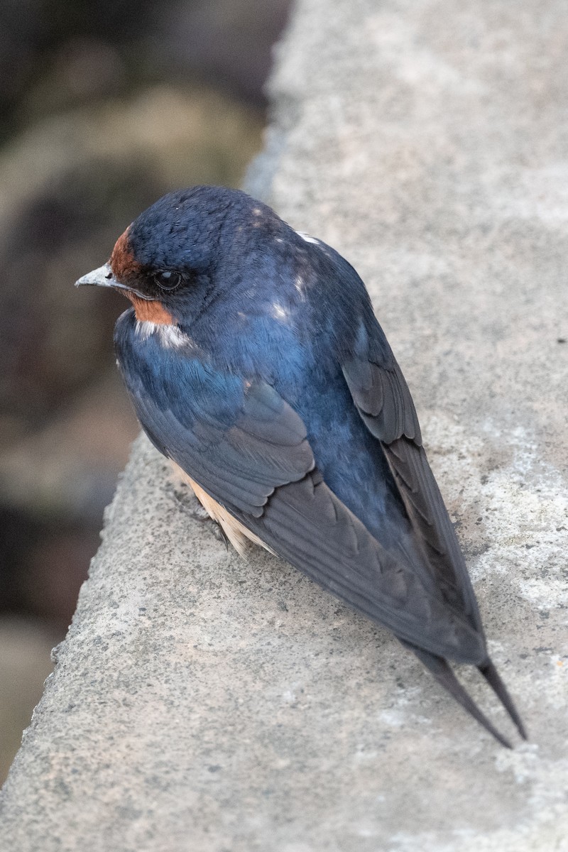 Hirondelle rustique (erythrogaster) - ML638507479