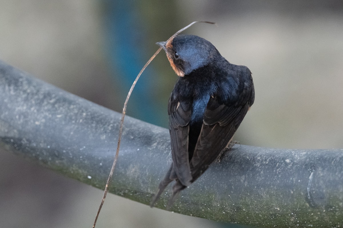 Hirondelle rustique (erythrogaster) - ML638507480
