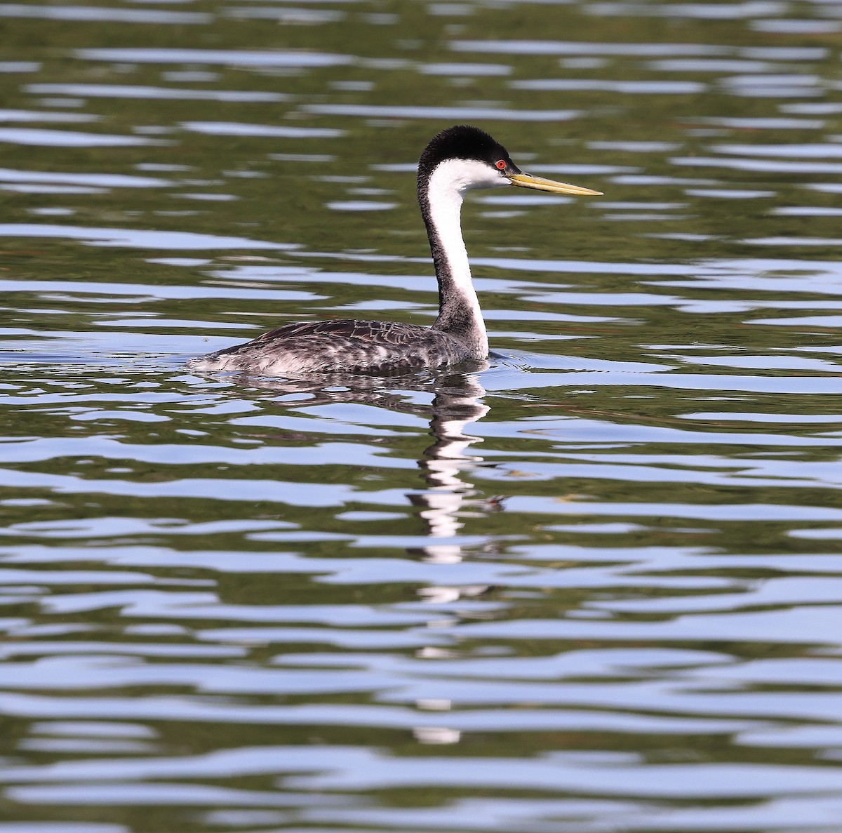 Western Grebe - ML638507490