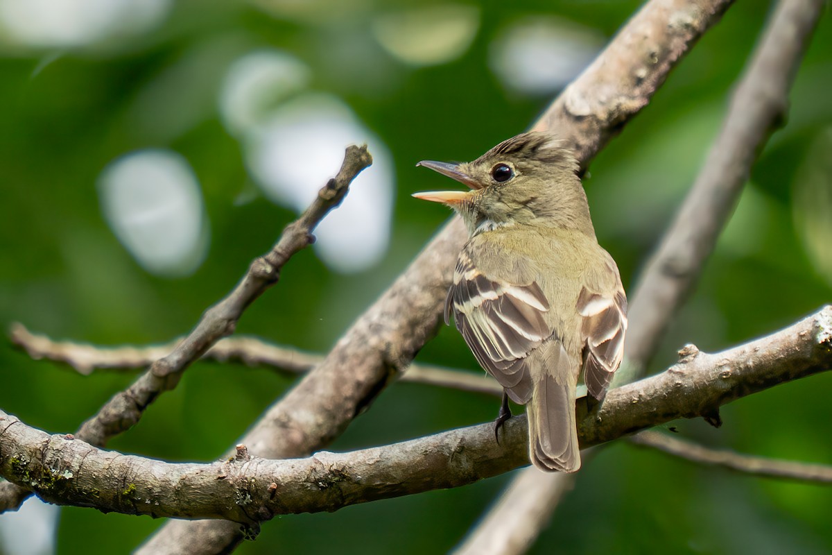 Acadian Flycatcher - ML638507498