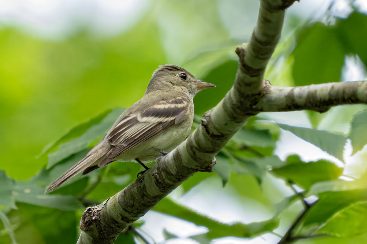 Acadian Flycatcher - ML638507501