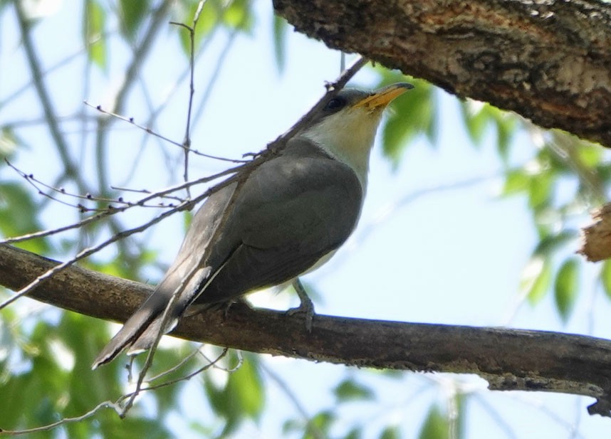 Yellow-billed Cuckoo - ML638507508