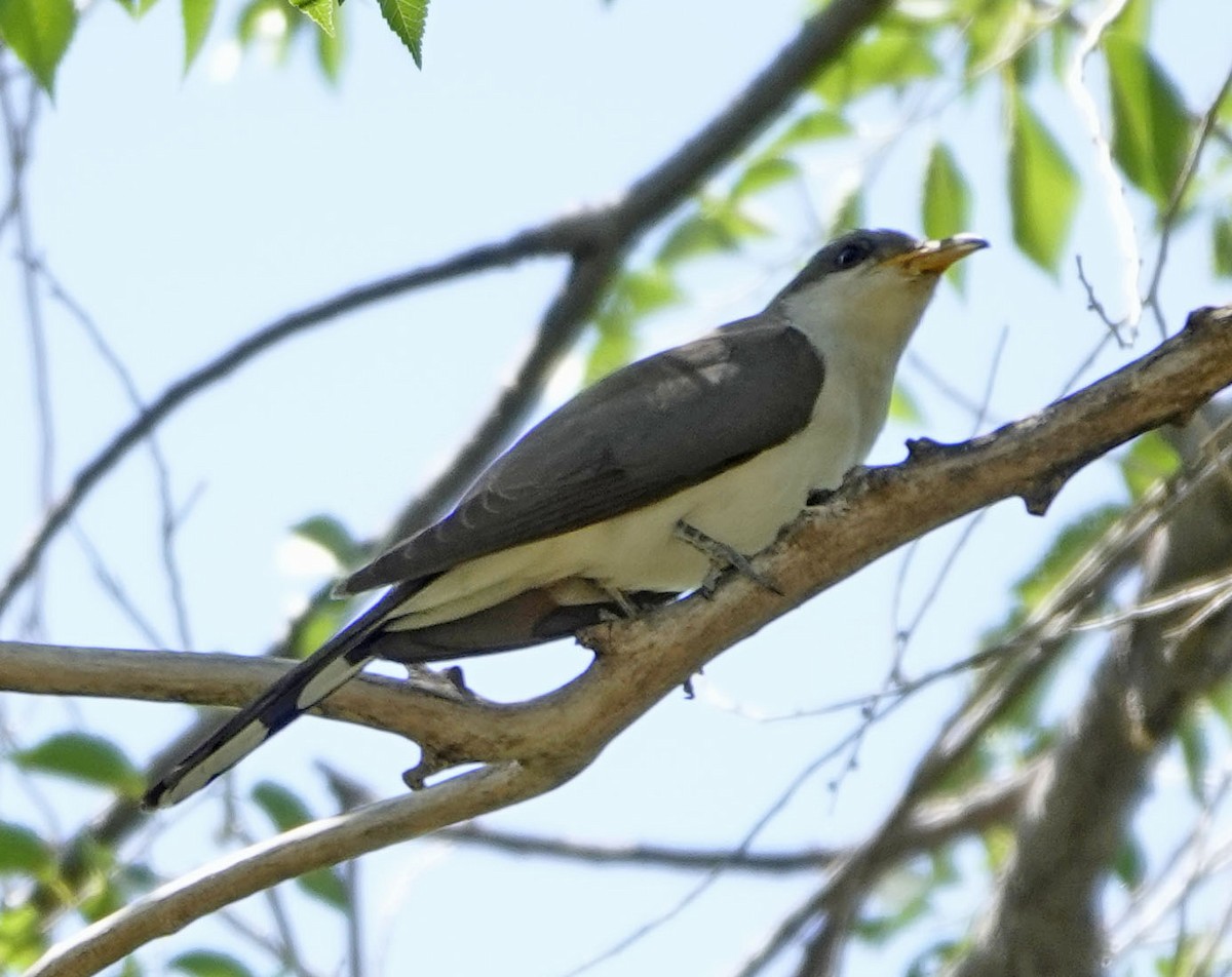 Yellow-billed Cuckoo - ML638507509