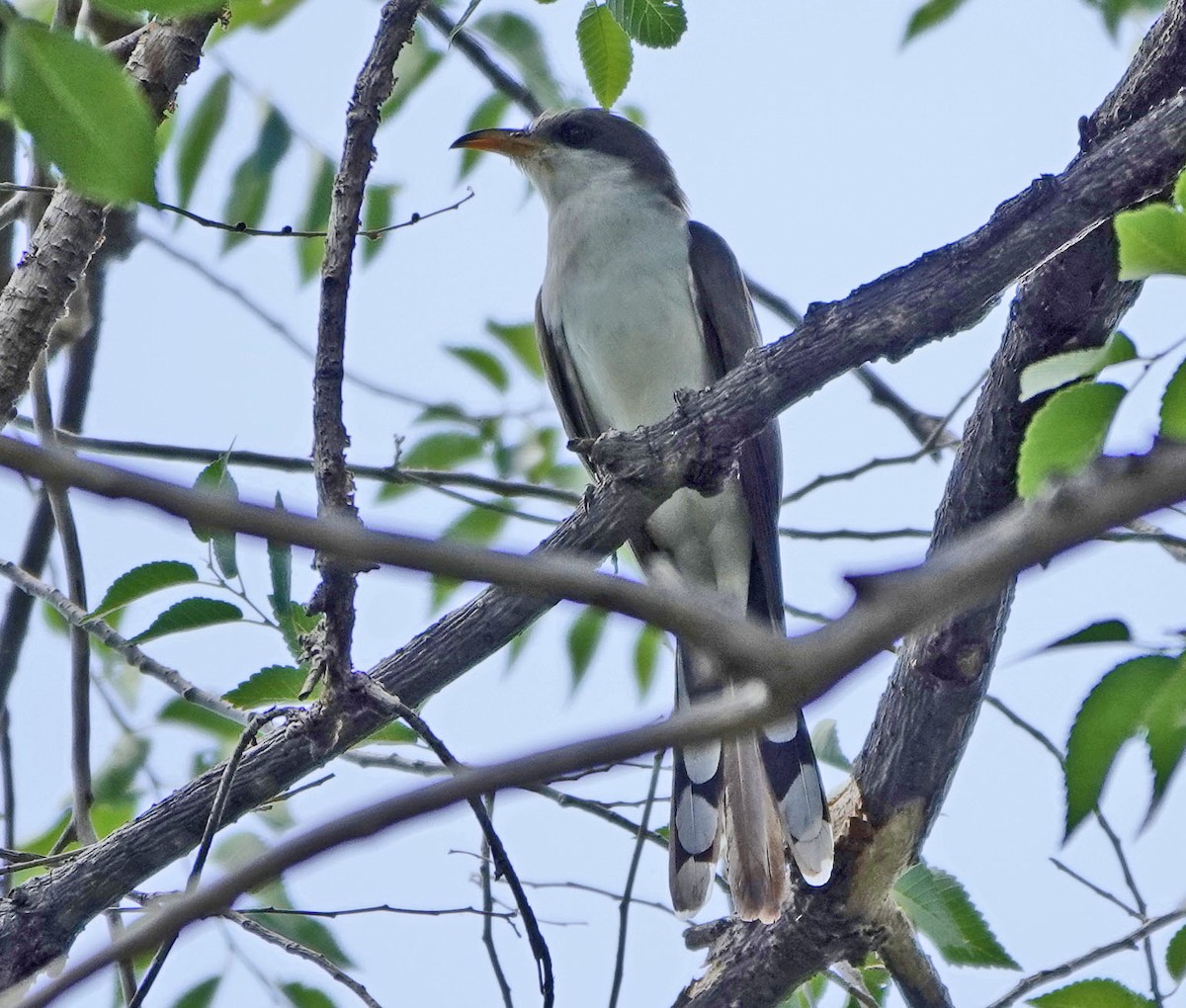 Yellow-billed Cuckoo - ML638507510