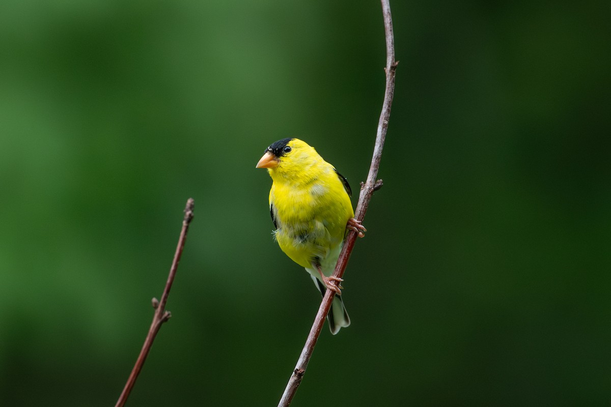 gulstillits - ML638507513