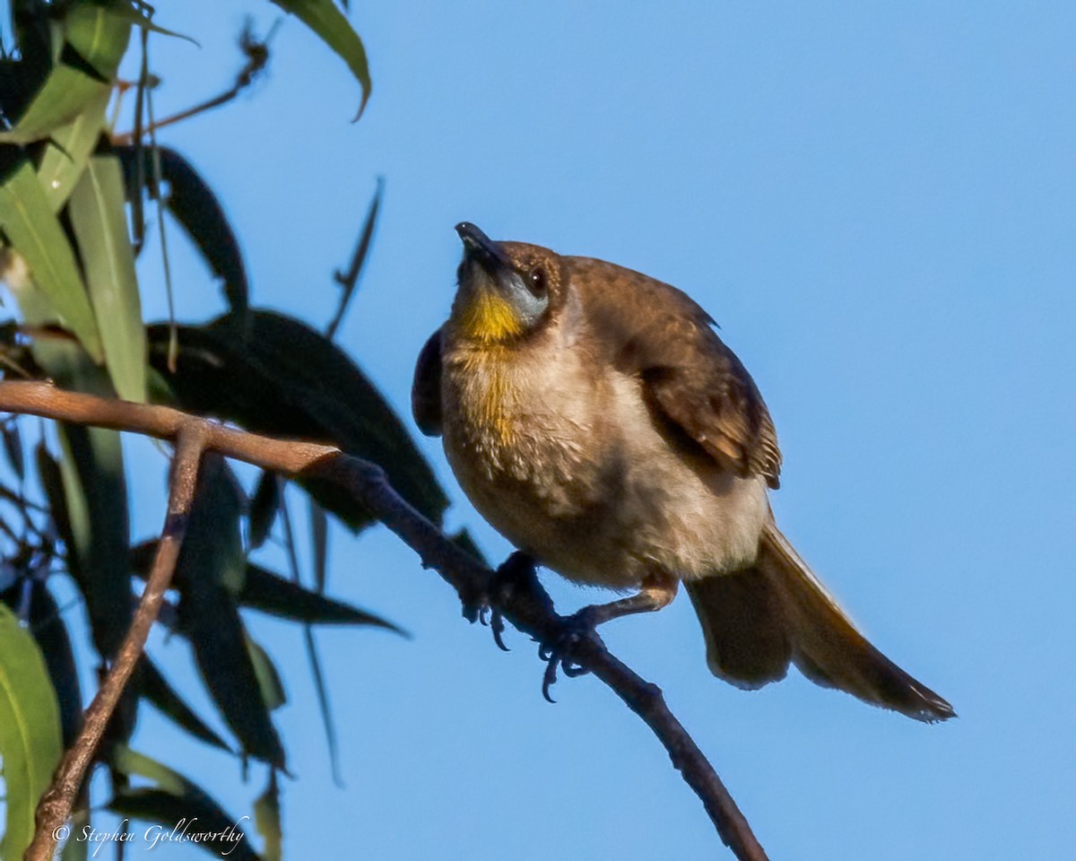 Little Friarbird - ML638507524