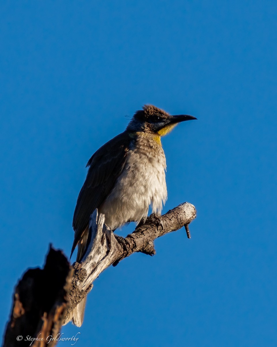 Little Friarbird - ML638507525