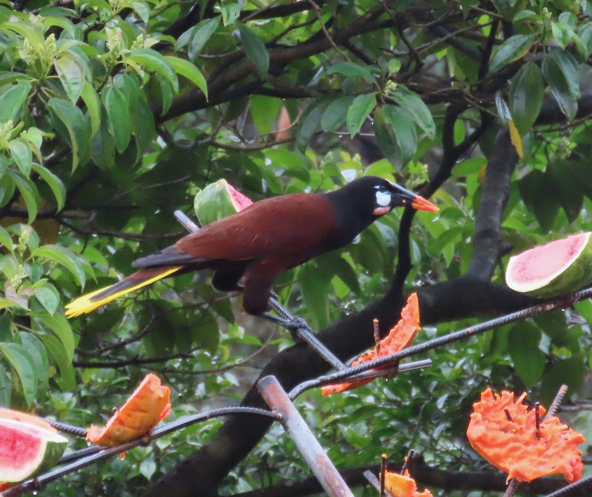 Montezuma Oropendola - ML638507547