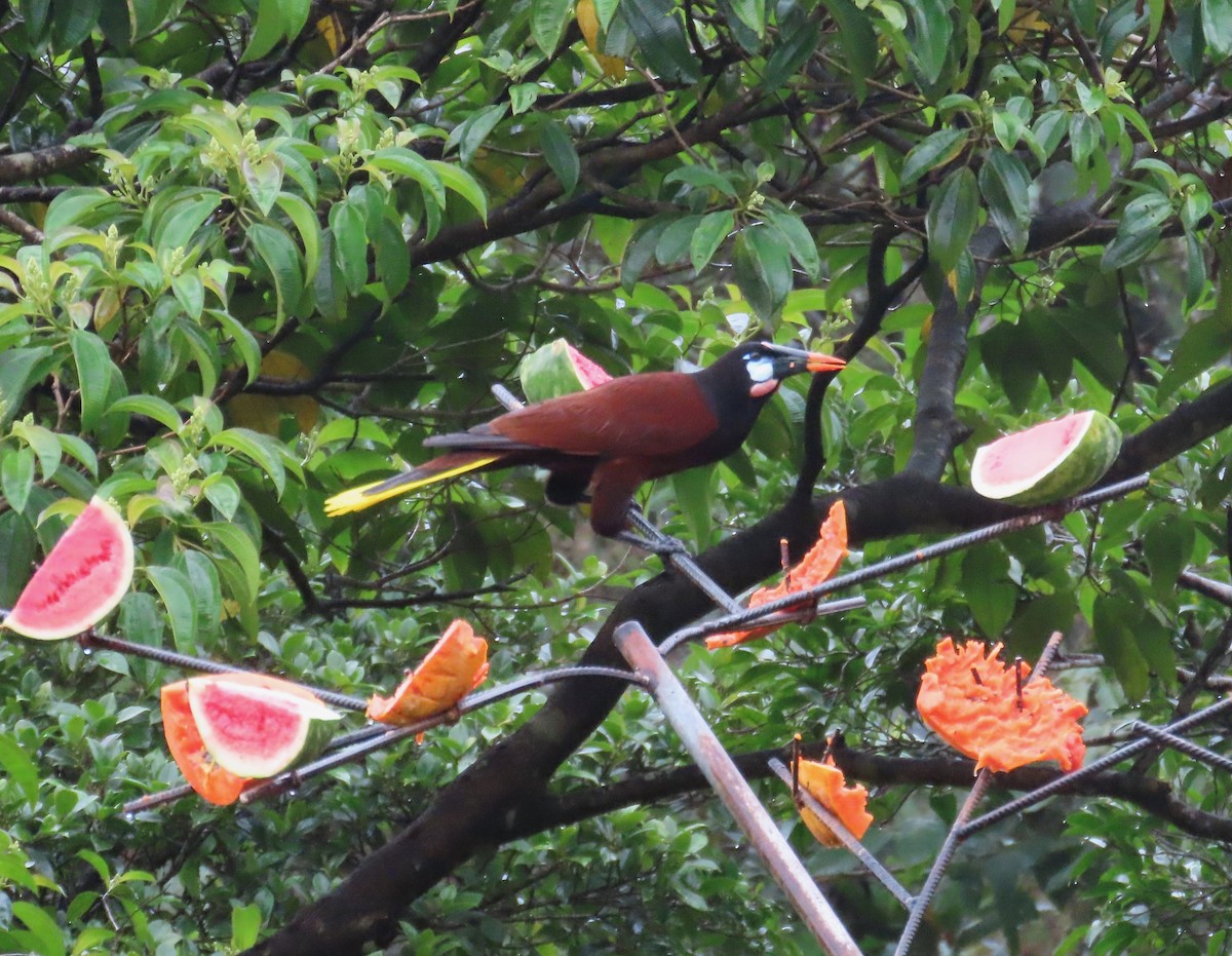 Montezuma Oropendola - ML638507548