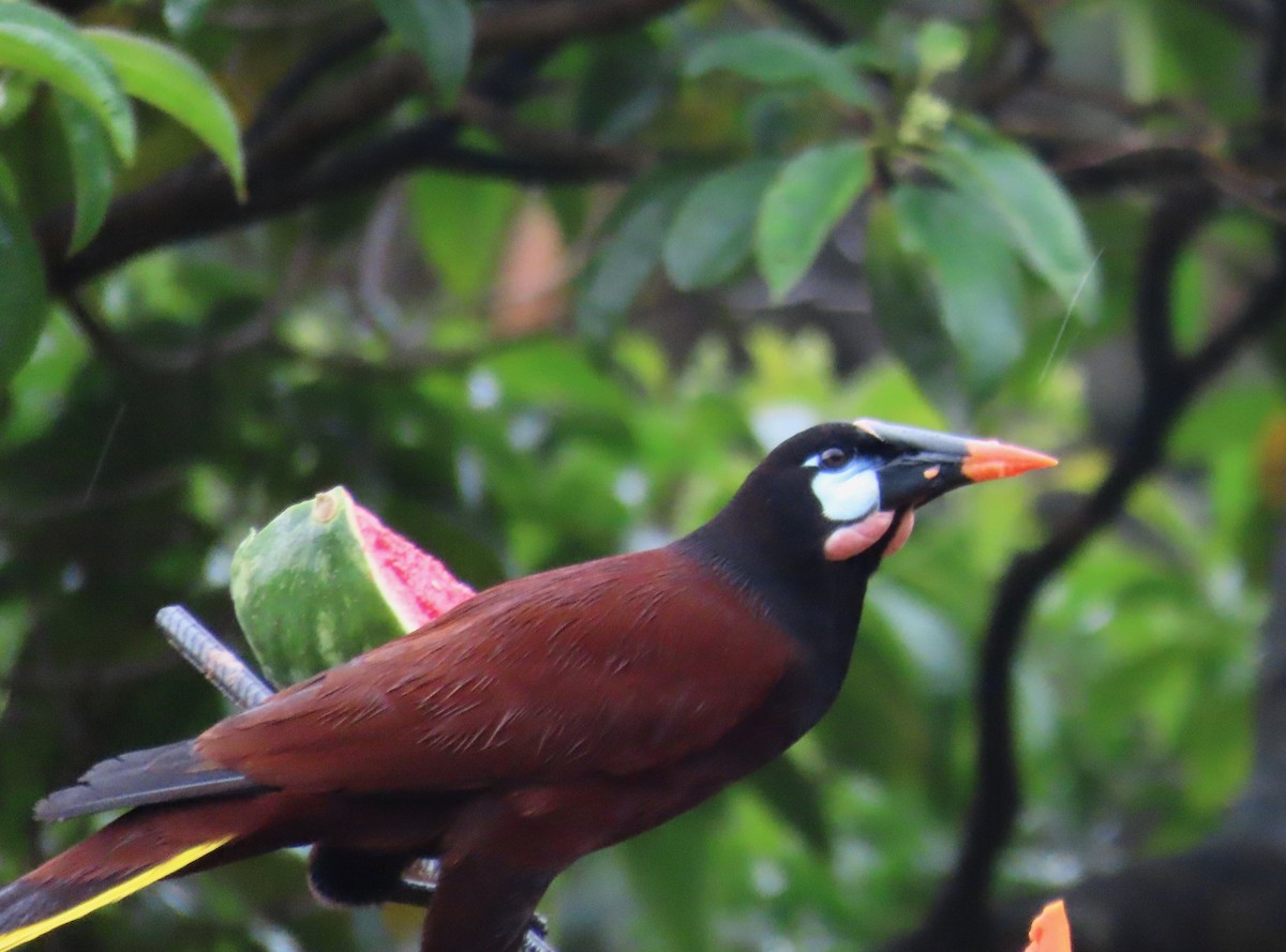Montezuma Oropendola - ML638507549