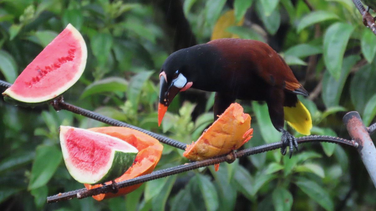 Montezuma Oropendola - ML638507551