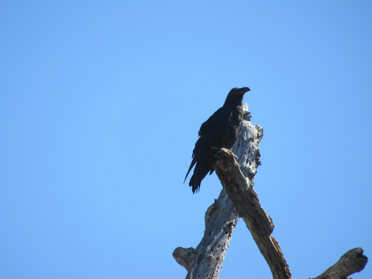 Common Raven - ML638507568