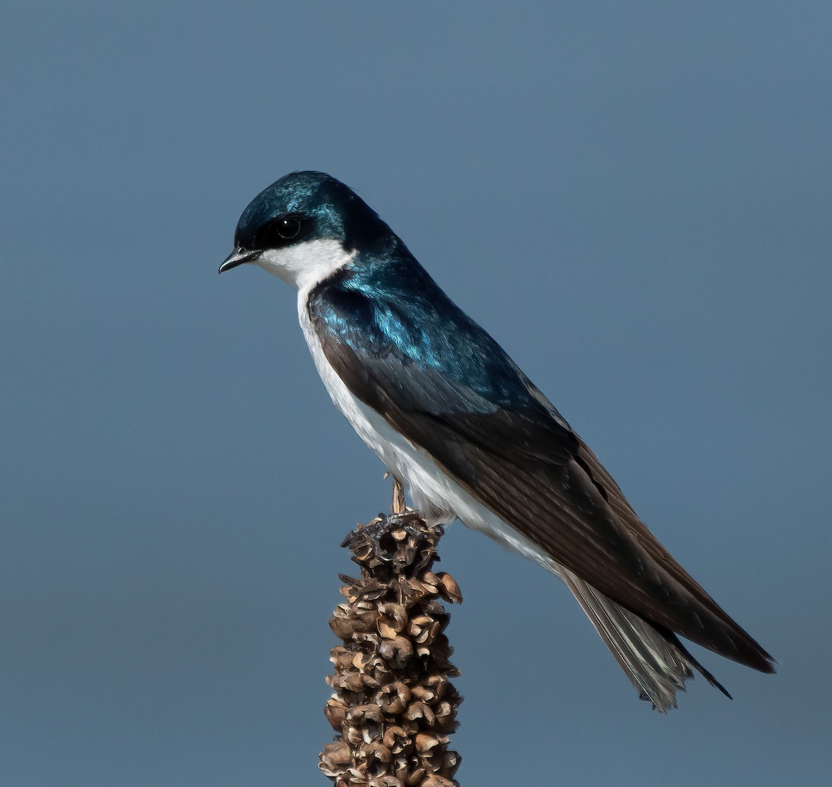 Tree Swallow - ML638507569