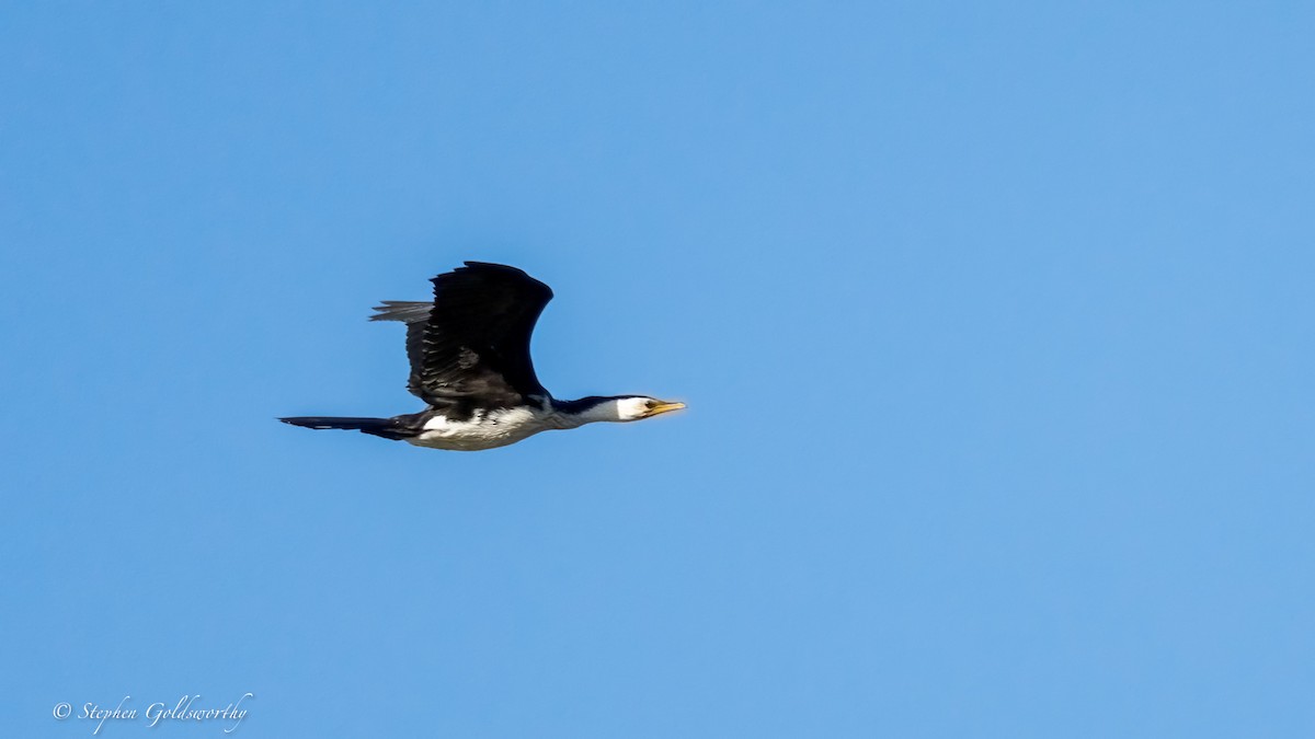 Little Pied Cormorant - ML638507572
