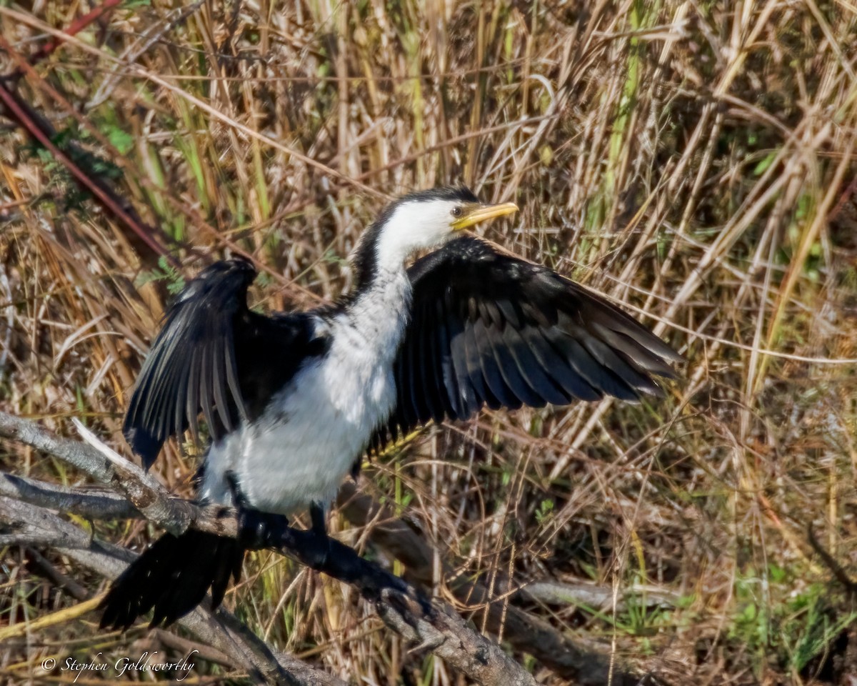 Little Pied Cormorant - ML638507575