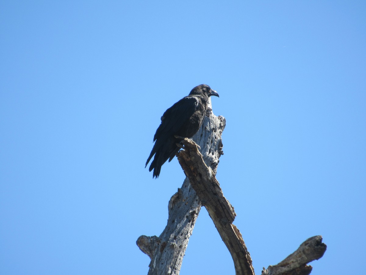 Common Raven - ML638507576