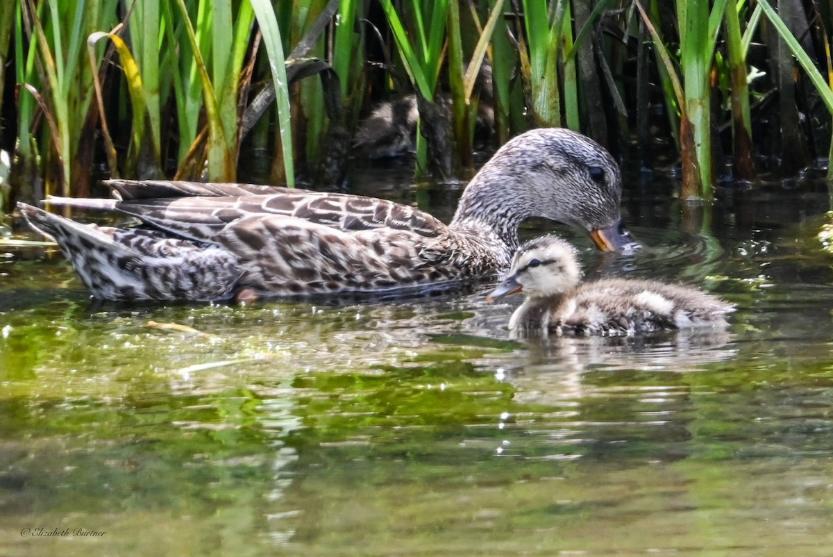 Mallard - ML638507580