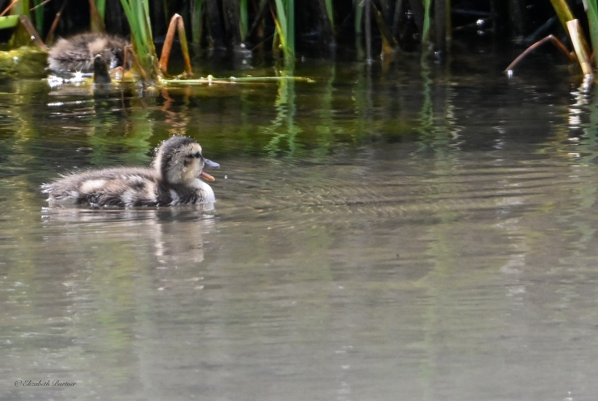 Mallard - ML638507581