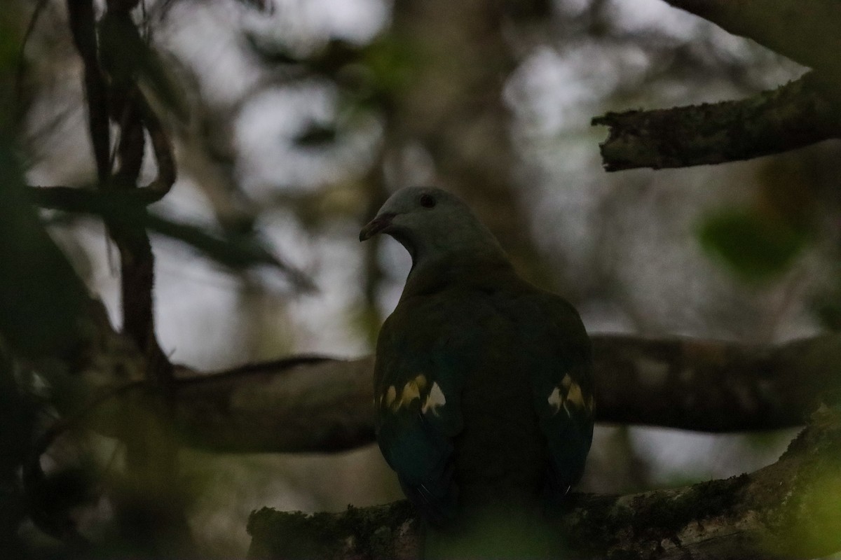 Wompoo Fruit-Dove - ML638507583