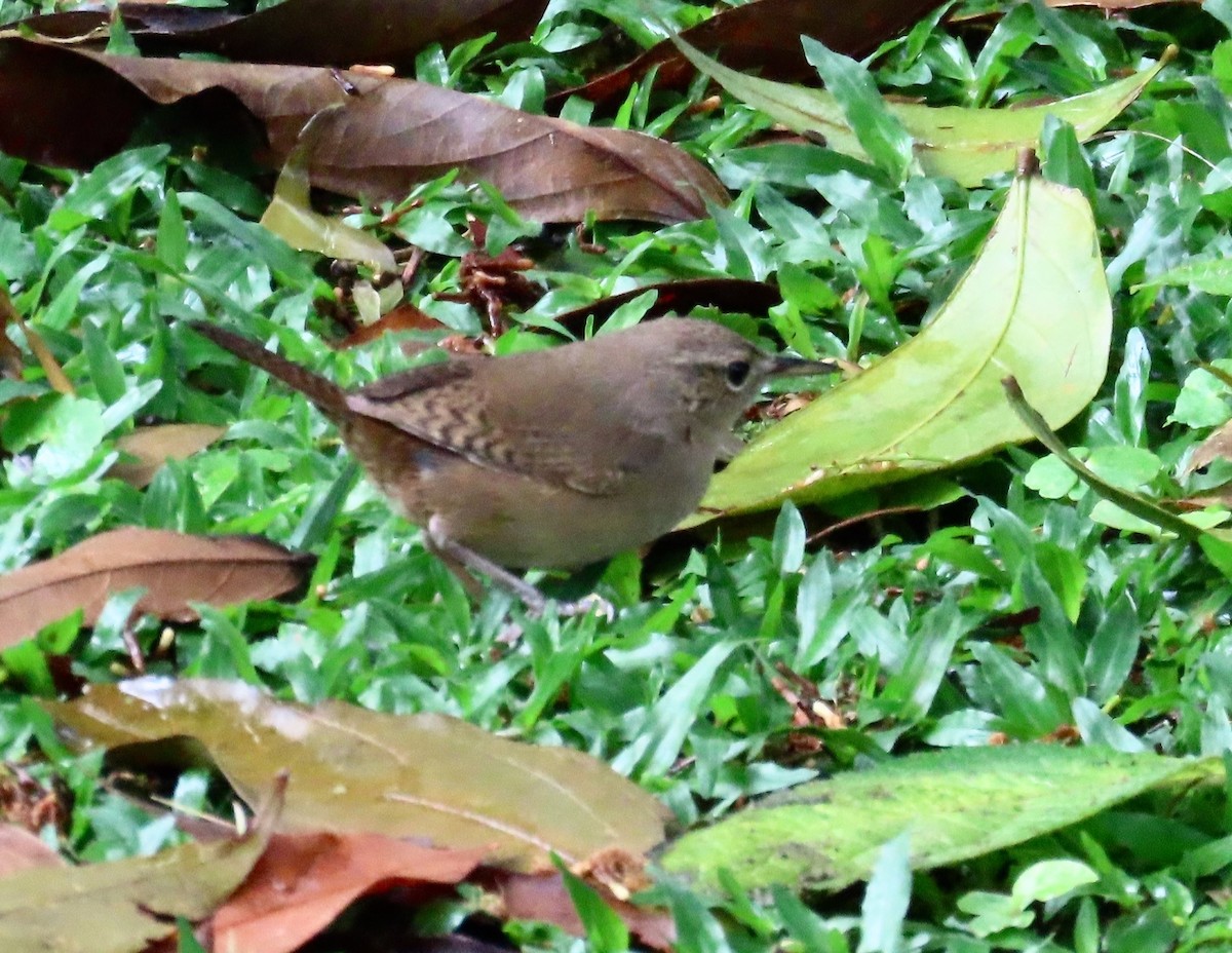 Southern House Wren - ML638507589